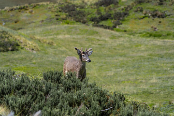 Deer in their natural environment, national park