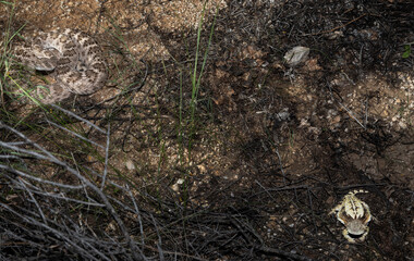Diamondback rattlesnake and a regal horned lizard hanging out together in the Sonoran Desert
-Arizona  