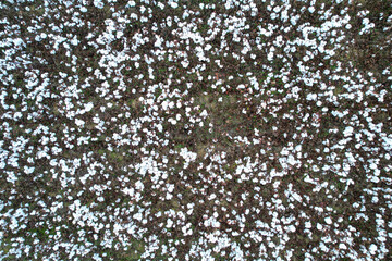 Central North Carolina Cotton Fields. Just north of Raleigh, North Carolina. Straight Down 5