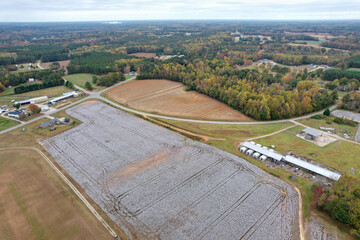 Central North Carolina Cotton Fields. Just north of Raleigh, North Carolina 11