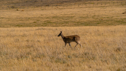 Naklejka na ściany i meble Deer in their natural environment, national park