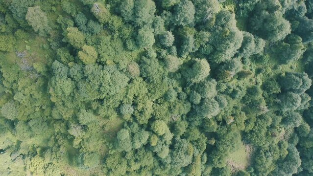 Aerial view of Forest in Zonguldak. 4K Footage in Turkey
