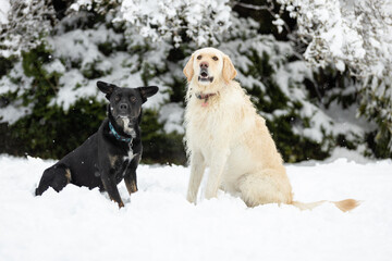 Two dogs in the snow looking up
