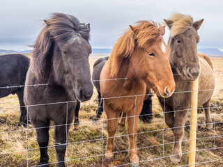 Fototapeta premium Icelandic horses at late winter morning
