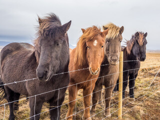 Icelandic horses at late winter morning