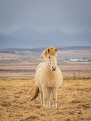 Plakat Icelandic horses at late winter morning