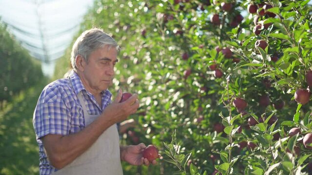 Happy senior farmer eating red apple  in sunny apple orchard.