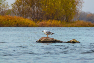 A gull bird (Larus) stands on a stone protruding from the water on the Dnieper River on an autumn...