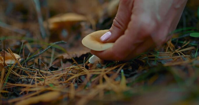 Woman's hand cuts an edible mushroom in the forest. Mushroom picking, forest harvest. Fallen leaves and coniferous needles, autumn forest. 4k, ProRes