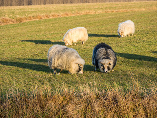 Icelandic sheep on the meadow during winter time