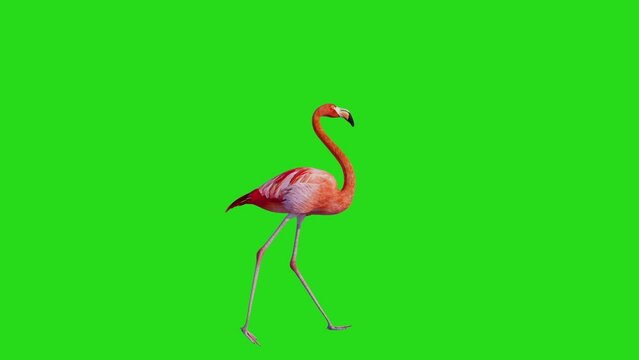 flamingo walking green screen seamless 3d looping animation