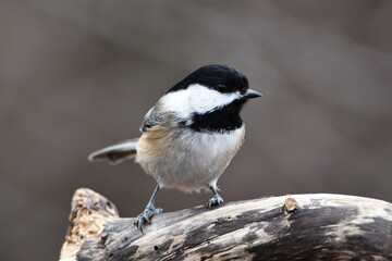 Close up of colorful a cute female Black throated blue warbler bird