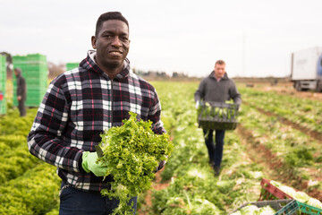 African american man gardener during harvesting of lettuce in garden