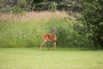 Naklejka na ściany i meble White-tailed deer standing in a meadow