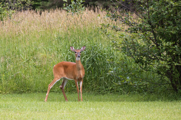 White-tailed deer standing in a meadow