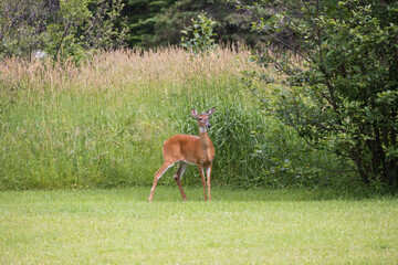 White-tailed deer standing in a meadow
