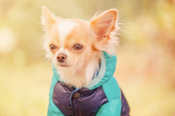 A white and red chihuahua dog in a blue jacket. Chihuahua puppy on a walk.