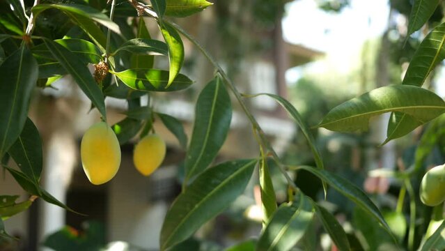 Mayongchid Maprang or Marian Plum and Plum Mango hanging on tree in thailand