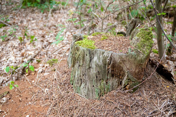 Tree stump with coniferous foliage in the forest