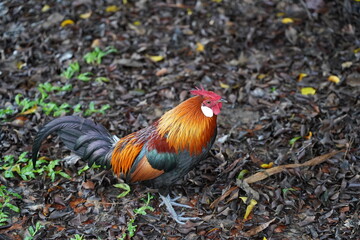 pretty rooster | Red Junglefowl | Gallus gallus | 红原鸡 | rooster on the grass	

