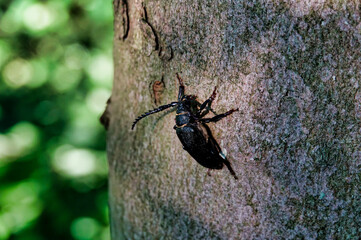 beetle on the ground , image taken in rugen, north germany, europe