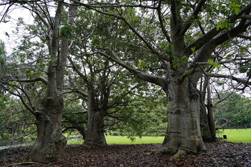 A century-old tree is a tree that has been alive for 100 or more years. Such trees are often considered living monuments due to their age, historical significance, and environmental importance. 