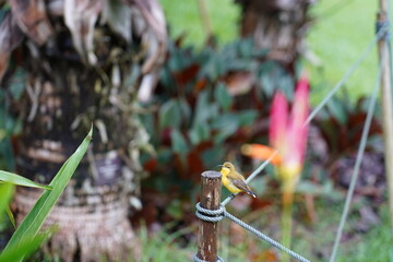 黃腹花蜜鳥, Olive-backed sunbird, Cinnyris jugularis