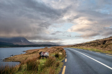Wool sheep by a small country road by a lake. Stunning nature with mountains and cloudy sky in the...