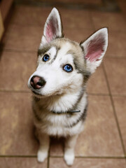 Portrait of a cute husky dog with blue color eyes. Brown tile background. Selective focus. Home pet concept.