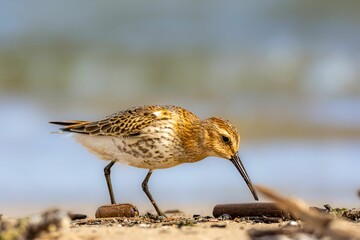 Close-up of the dunlin (Calidris alpina) on a seashore