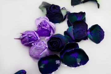 purple and pink roses on water and milk