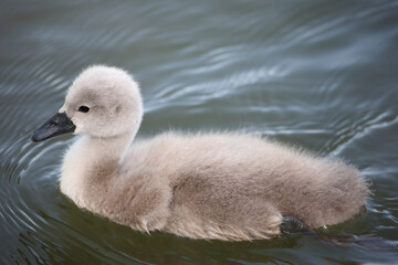 Höckerschwan / Mute swan / Cygnus olor.