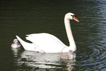Höckerschwan / Mute swan / Cygnus olor.