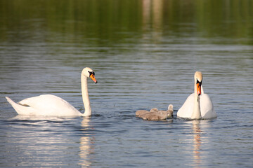 Höckerschwan / Mute swan / Cygnus olor.