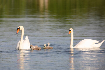 Höckerschwan / Mute swan / Cygnus olor.