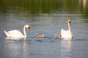 Fototapeta premium Höckerschwan / Mute swan / Cygnus olor.