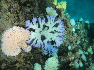 環境問題、サンゴの白化現象