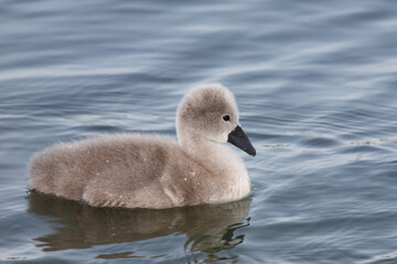 Höckerschwan / Mute swan / Cygnus olor.