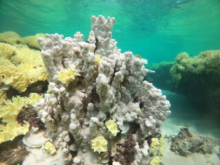 環境保全、白化現象がはじまるサンゴ