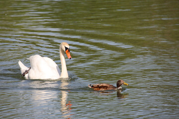 Höckerschwan und Stockente / Mute swan and Mallard / Cygnus olor et Anas platyrhynchos