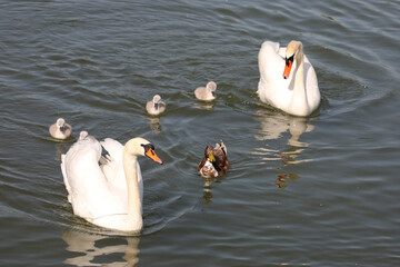 Höckerschwan und Stockente / Mute swan and Mallard / Cygnus olor et Anas platyrhynchos.