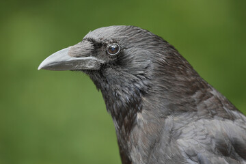 Rabe / Raven / Corvus.