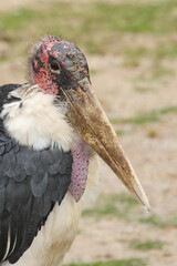 Marabu / Marabou stork / Leptoptilos crumeniferus