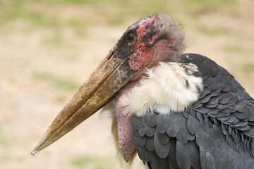 Marabu / Marabou stork / Leptoptilos crumeniferus