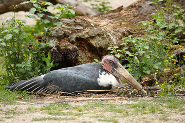 Marabu / Marabou stork / Leptoptilos crumeniferus