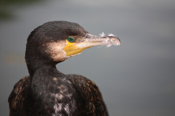 Kormoran / Great cormorant / Phalacrocorax carbo
