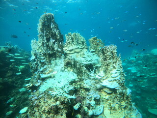 Fototapeta na wymiar 水温上昇、白化現象がはじまるサンゴ