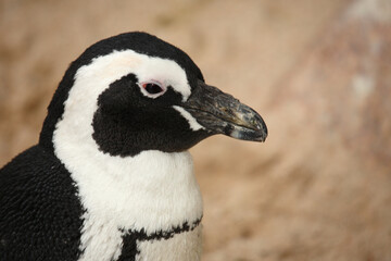 Obraz premium Brillenpinguin / African penguin or Black-footed penguin / Spheniscus demersus