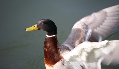Stockente / Mallard / Anas platyrhynchos