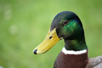 Stockente / Mallard / Anas platyrhynchos